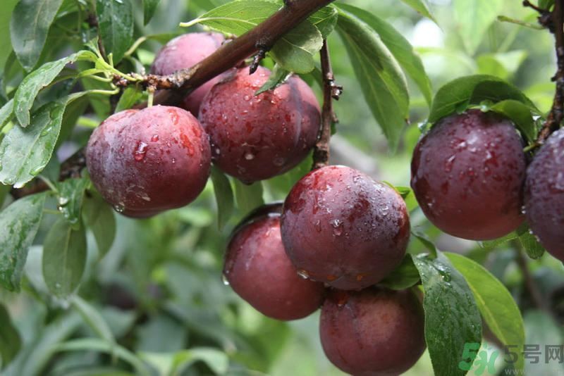 李子是發(fā)物嗎？李子是不是發(fā)物？