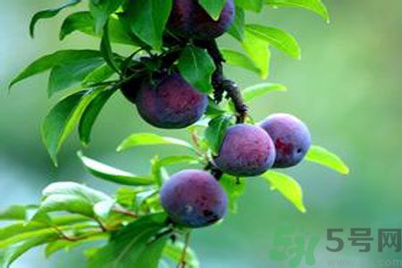 胃不好可以吃李子嗎？胃不好吃李子好嗎？