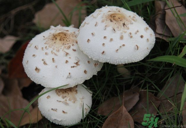 蘑菇能生吃嗎？蘑菇生吃會中毒嗎？