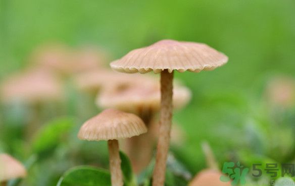 蘑菇能生吃嗎？蘑菇生吃會中毒嗎？