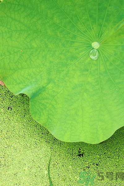 荷葉冬瓜減肥茶有什么功效？荷葉冬瓜減肥茶適宜什么人喝？