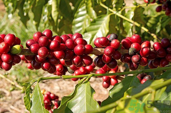 櫻桃枝能治療痛經(jīng)嗎？櫻桃枝的功效與作用