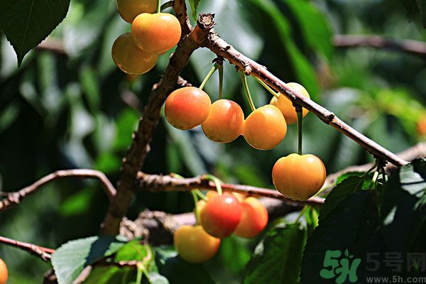 櫻桃枝能治療痛經(jīng)嗎？櫻桃枝的功效與作用