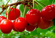 櫻桃是溫性的還是熱性的？櫻桃是溫性的嗎？