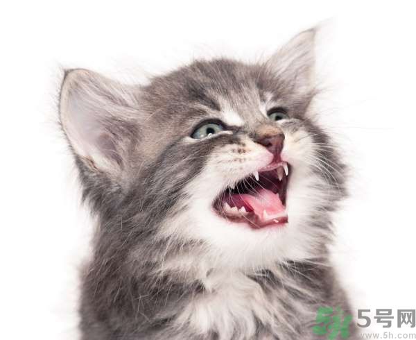 貓咪什么在時候換牙？貓咪換牙要注意什么？