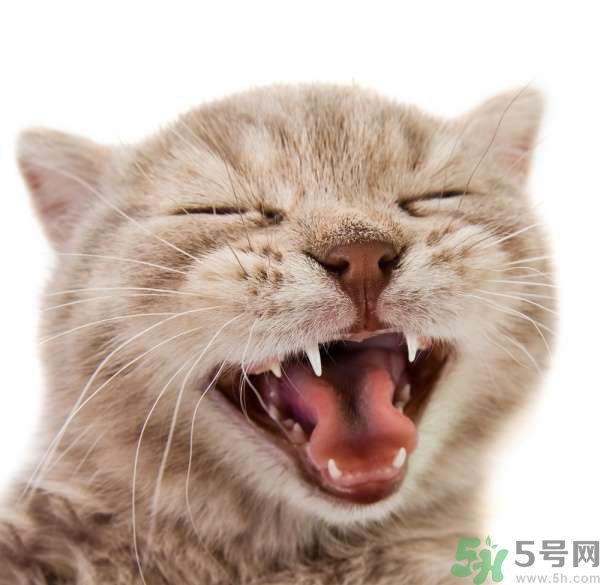 貓咪什么在時候換牙？貓咪換牙要注意什么？