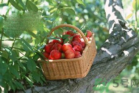 糖尿病可以吃李子嗎？糖尿病吃李子好嗎？