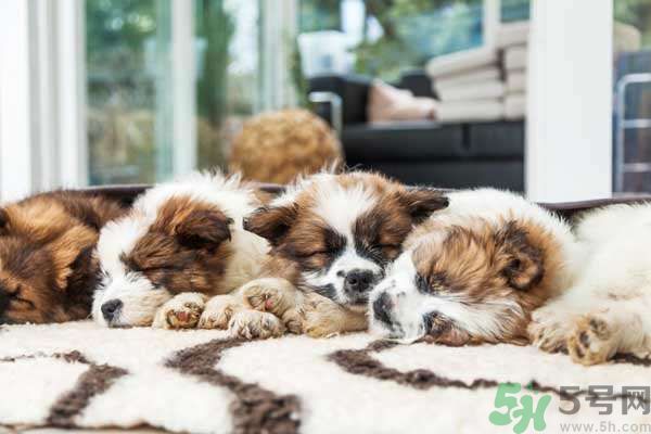 和寵物一起睡覺(jué)要注意什么？寵物睡姿有什么含義？