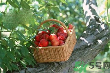 高血壓可以吃李子嗎？高血壓吃李子好嗎？