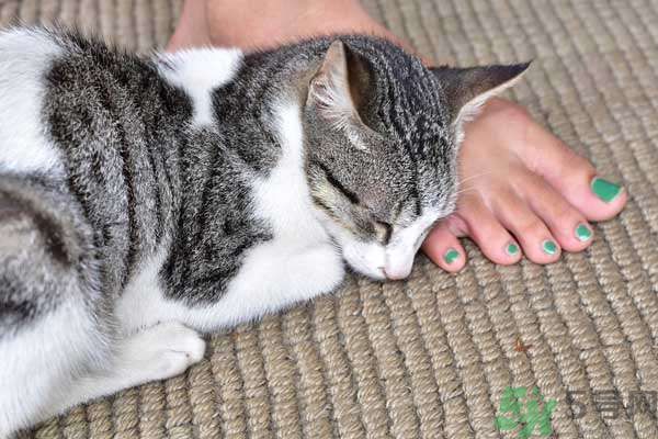 和寵物一起睡覺(jué)要注意什么？寵物睡姿有什么含義？