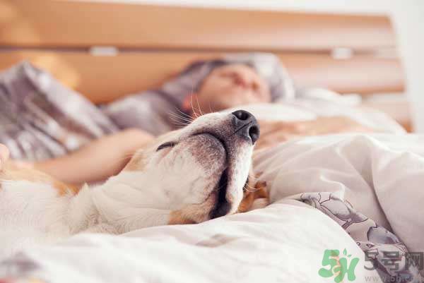 和寵物一起睡覺(jué)要注意什么？寵物睡姿有什么含義？