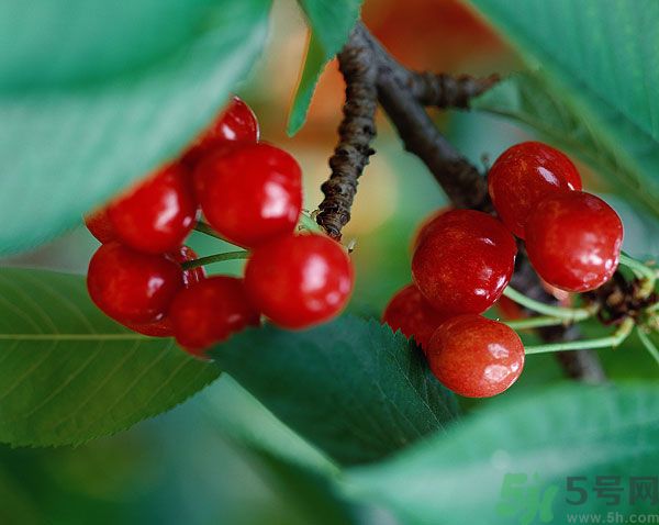 空腹能吃櫻桃嗎？空腹吃櫻桃胃疼怎么辦？