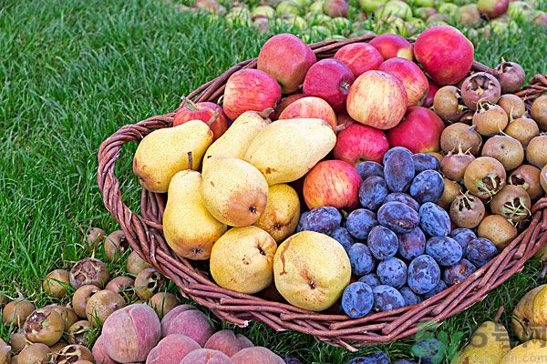 桃子和梨子能一起吃嗎？桃子和梨子一起吃好嗎？