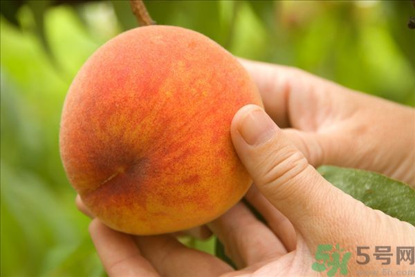 桃子和梨子能一起吃嗎？桃子和梨子一起吃好嗎？