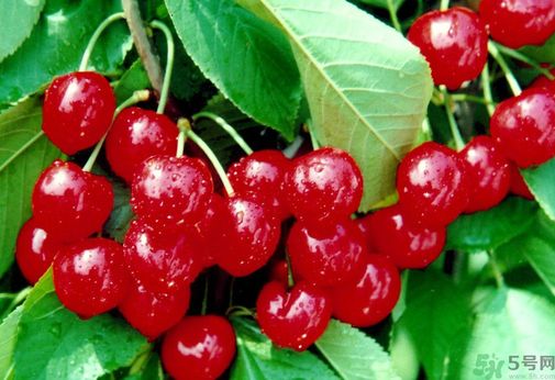 櫻桃吃多了會(huì)流鼻血嗎？吃櫻桃流鼻血了怎么辦？