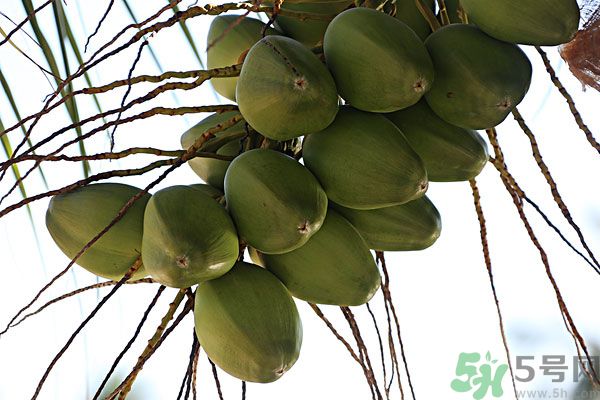 椰子是酸性還是堿性？椰子是堿性還是酸性？