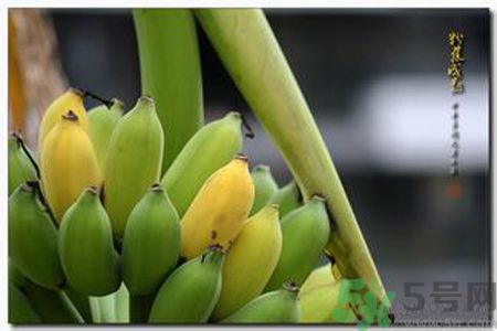 牛奶蕉可以減肥嗎？牛奶蕉怎么吃減肥？