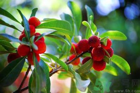 楊梅是不是發(fā)物？楊梅是發(fā)物嗎？