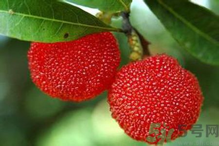 楊梅是熱性還是涼性？楊梅是熱性的嗎？