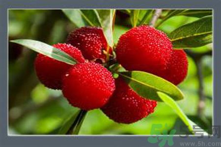 寶寶可以吃楊梅嗎？寶寶吃楊梅好嗎？