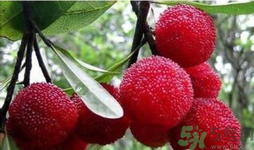 寶寶可以吃楊梅嗎？寶寶多大可以吃楊梅？