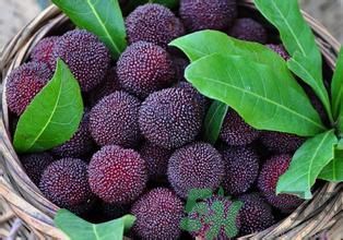 寶寶可以吃楊梅嗎？寶寶多大可以吃楊梅？