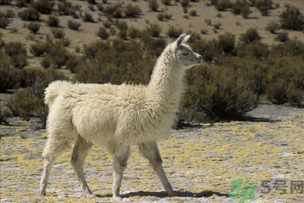 羊駝肉好吃嗎？羊駝肉能吃嗎？