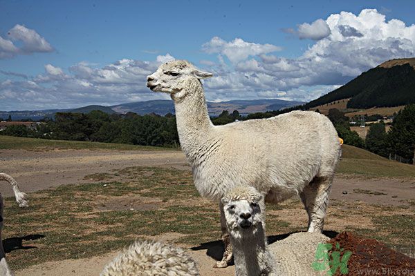 羊駝肉好吃嗎？羊駝肉能吃嗎？