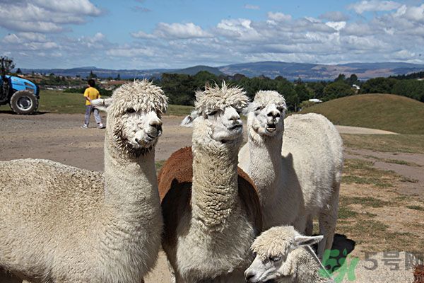 羊駝肉好吃嗎？羊駝肉能吃嗎？