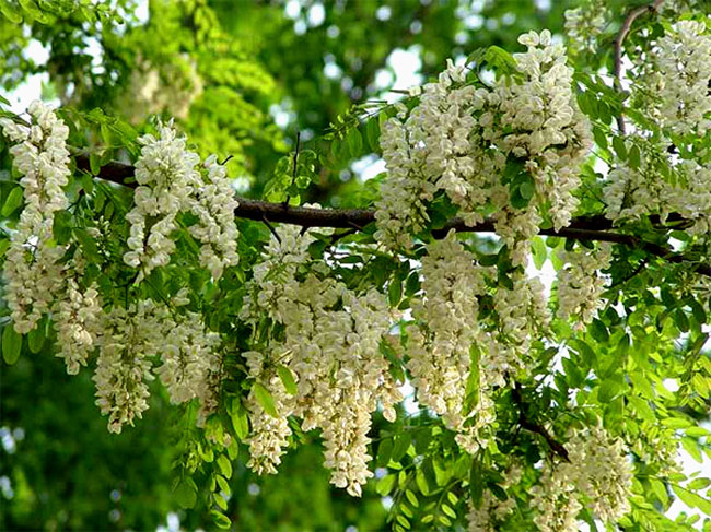 槐花怎么做好吃？槐花的做法有哪些？