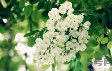 槐花怎么做好吃？槐花的做法有哪些？