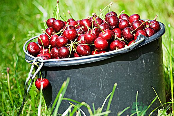 櫻桃吃多了會(huì)中毒嗎？櫻桃吃多了會(huì)拉肚子嗎？