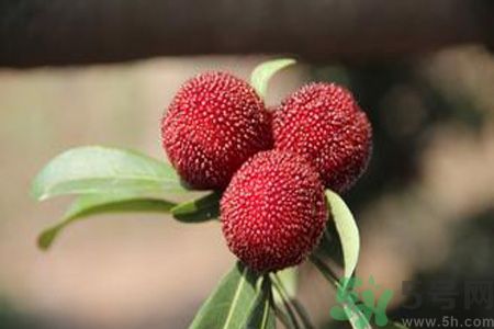 牙齦出血可以吃楊梅嗎？牙齦出出血吃楊梅好嗎？