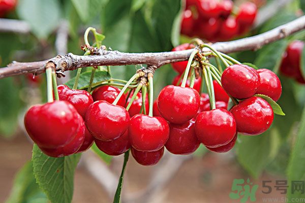 痛風(fēng)能吃櫻桃嗎？痛風(fēng)吃櫻桃可不可以？