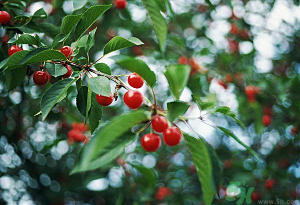 痛風(fēng)能吃櫻桃嗎？痛風(fēng)吃櫻桃可不可以？