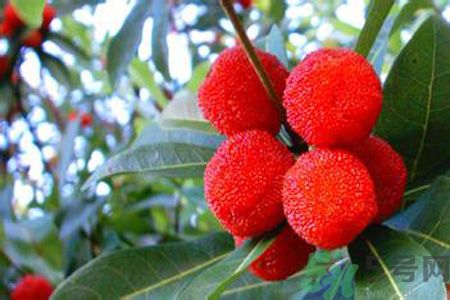 吃楊梅會(huì)便秘嗎？吃楊梅便秘了怎么辦？