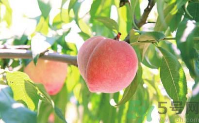 寶寶可以吃桃子嗎？寶寶吃桃子好不好？