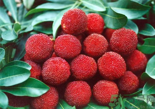 高血壓可以吃楊梅嗎？吃楊梅血壓會(huì)升高嗎？