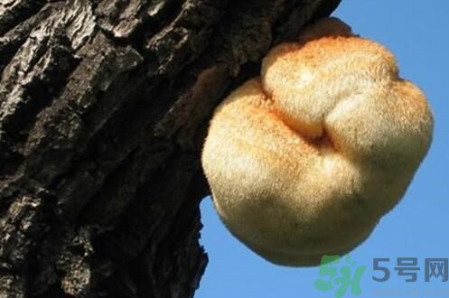 吃猴頭菇有什么好處？猴頭菇有什么營養(yǎng)價(jià)值？