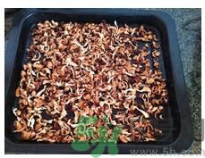 猴頭菇粉怎么做？猴頭菇餅干怎么做？