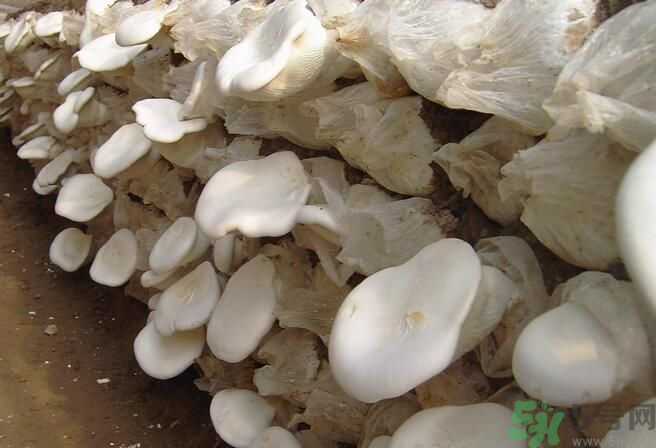 白靈菇和杏鮑菇有什么區(qū)別？白靈菇有什么營(yíng)養(yǎng)價(jià)值？