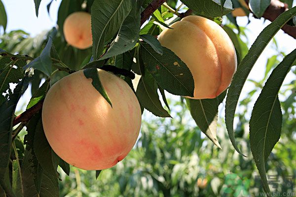 山竹和桃子能一起吃嗎？吃了山竹后能吃桃子嗎？