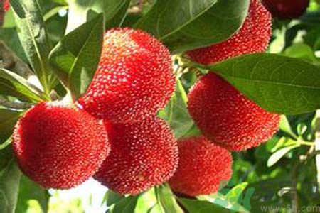 喉嚨痛可以吃楊梅嗎？喉嚨痛吃楊梅好嗎？