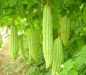 苦瓜的皮可以吃嗎？苦瓜要不要削皮？