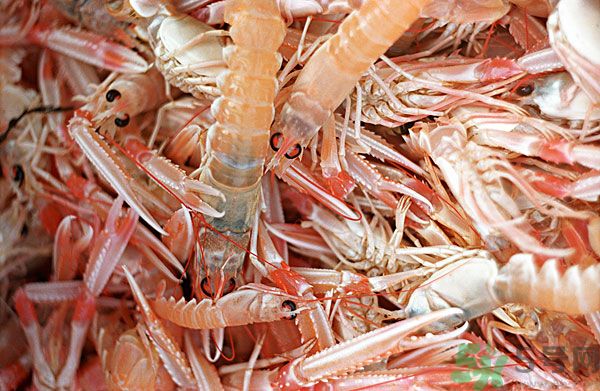 死蝦被稱腦死亡 死蝦吃了會怎么樣？