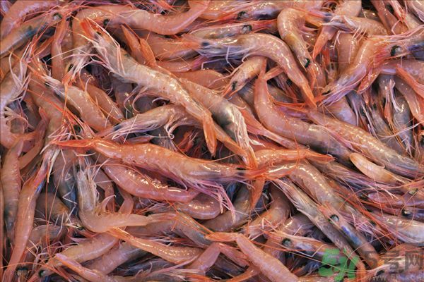 死蝦被稱腦死亡 死蝦吃了會怎么樣？