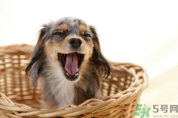 哈欠會傳染嗎？打哈欠為什么會傳染？