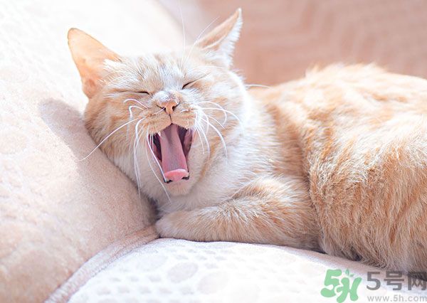 哈欠會傳染嗎？打哈欠為什么會傳染？