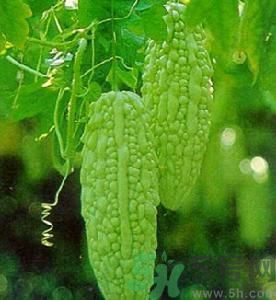 苦瓜可以和蝦一起吃嗎？苦瓜和蝦一起吃好嗎？