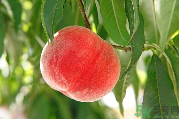 吃桃子會脹氣嗎？吃桃子注意事項(xiàng)有哪些？